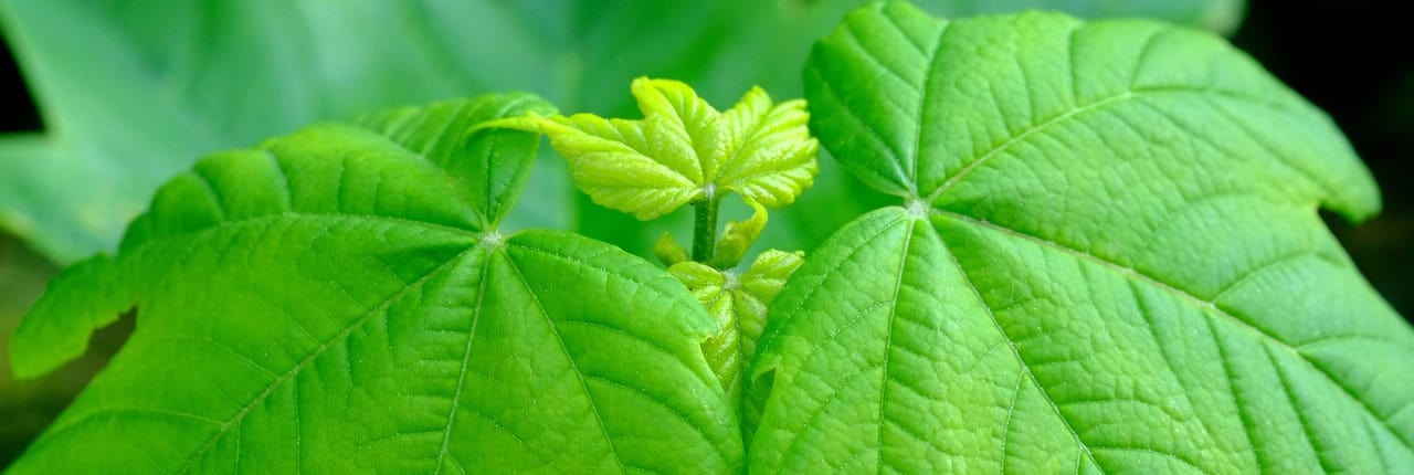 maple-leaf-3407500_1280