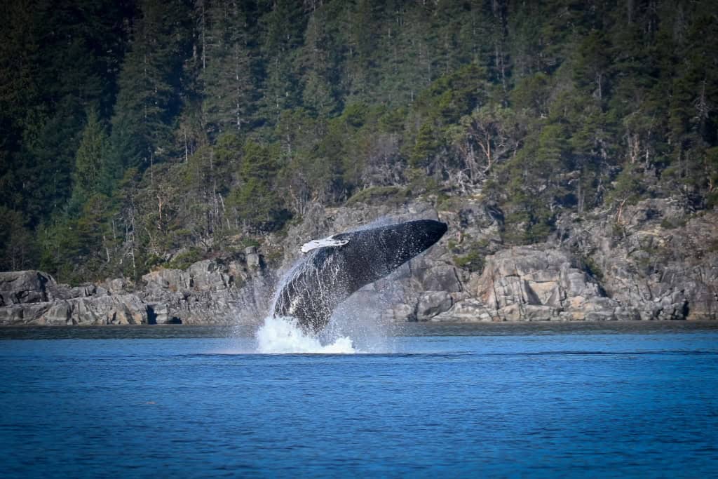 whale_watching_pic_3_10262022053608
